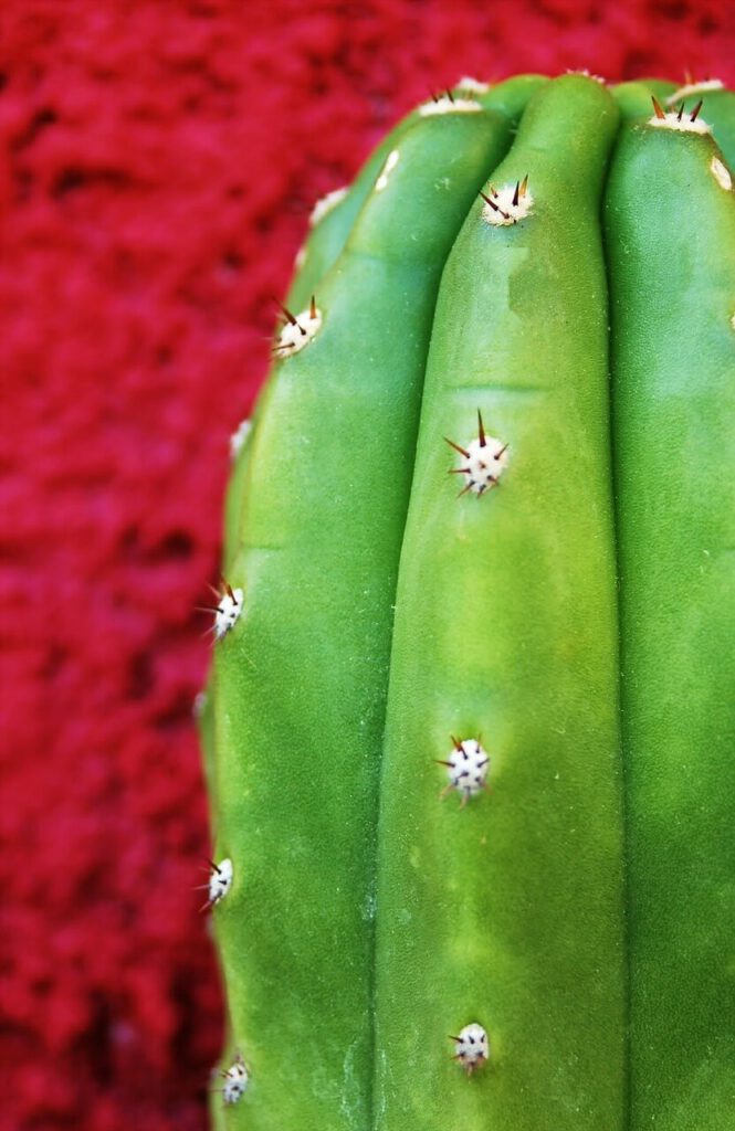 Picture of San Pedro cacti