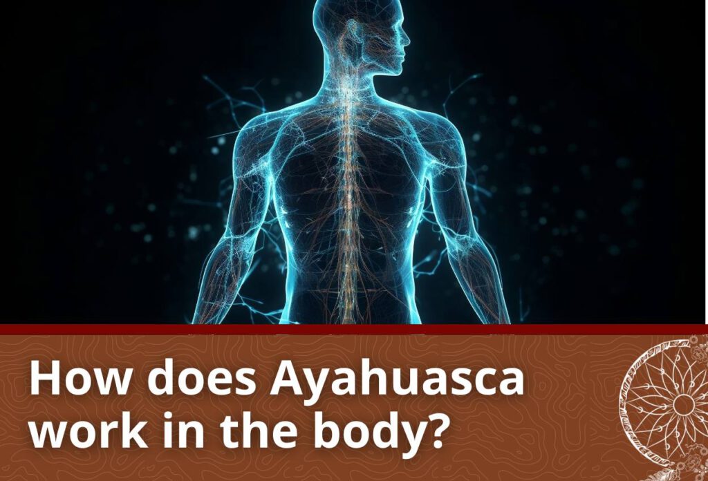 Find out more about how Ayahuasca works on the body and mind here.