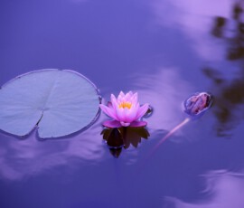Lotus Bild lila