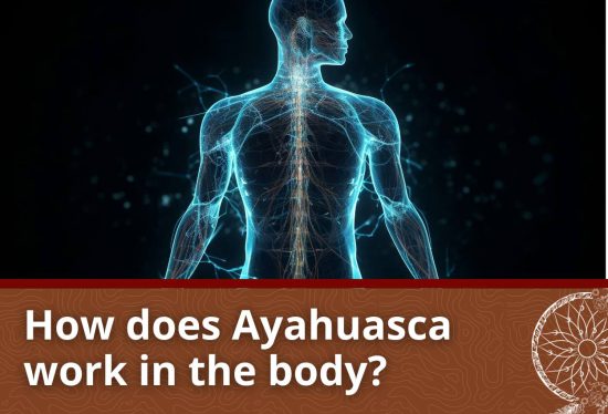 Find out more about how Ayahuasca works on the body and mind here.